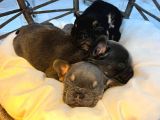 Rengarenk Mi̇cro French Bulldog Bebekler