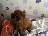 2 Yaş Kore Toy Poodle