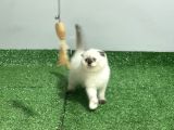 KLİNİKTE TESLİM ÜST KALİTE SCOTTİSH BEBEKLER