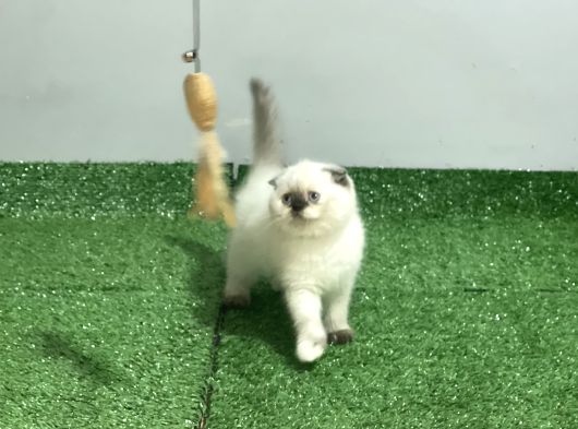 Kli̇ni̇kte Tesli̇m Üst Kali̇te Scotti̇sh Bebekler