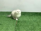 Kli̇ni̇kte Tesli̇m Üst Kali̇te Scotti̇sh Bebekler