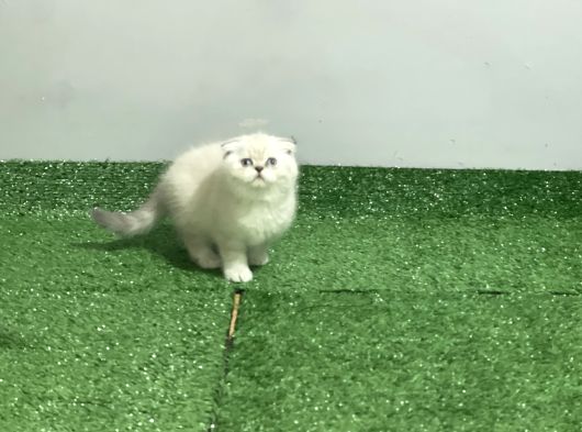 Kli̇ni̇kte Tesli̇m Üst Kali̇te Scotti̇sh Bebekler görsel