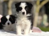 Siyah Beyaz Border Collie  Yavrular
