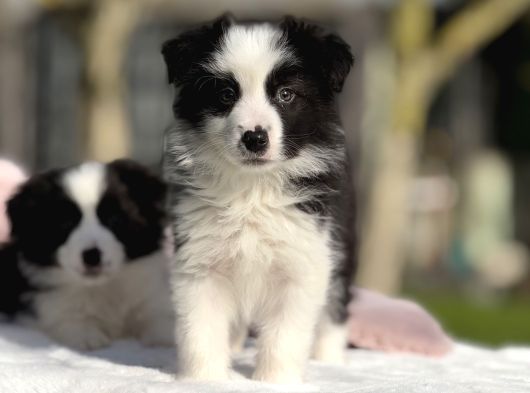 Siyah Beyaz Border Collie  Yavrular görsel