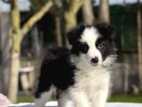 Siyah Beyaz Border Collie  Yavrular