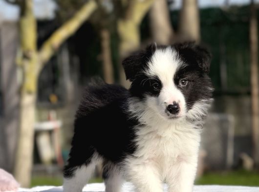 Siyah Beyaz Border Collie  Yavrular görsel