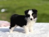 Siyah Beyaz Border Collie  Yavrular
