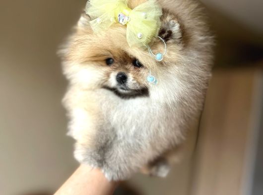 Bal Gibi Teacup Prenses görsel