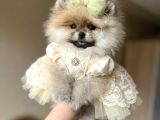 Bal Gibi Teacup Prenses