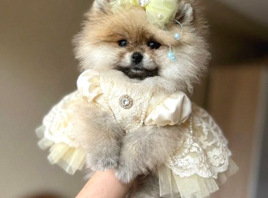 Bal Gibi Teacup Prenses görsel