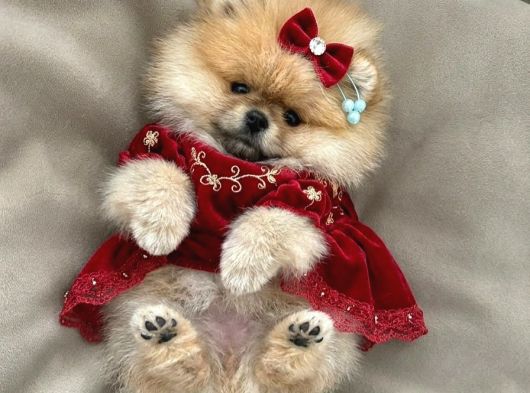 Bal Gibi Teacup Prenses