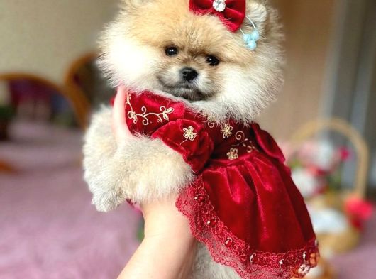 Bal Gibi Teacup Prenses görsel