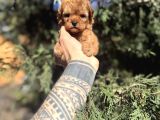 Micro Teacup Poodle Yavrumuz