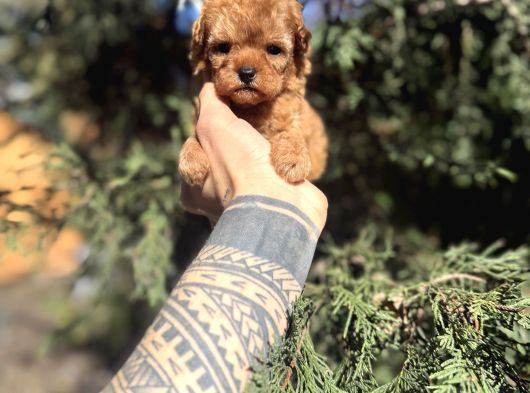 Micro Teacup Poodle Yavrumuz görsel