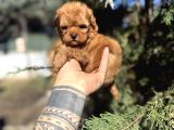 Micro Teacup Poodle yavrumuz
