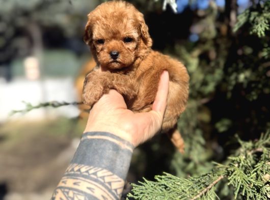 Micro Teacup Poodle Yavrumuz