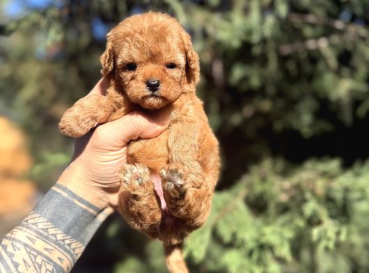 Micro Teacup Poodle Yavrumuz görsel