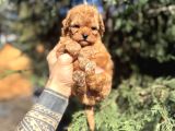 Micro Teacup Poodle Yavrumuz