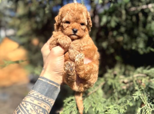 Micro Teacup Poodle Yavrumuz görsel