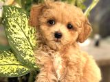 ŞAŞKIN MALTİPOO YAVRULAR