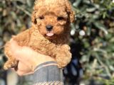 Kore Teacup Fincan Boy Poodle