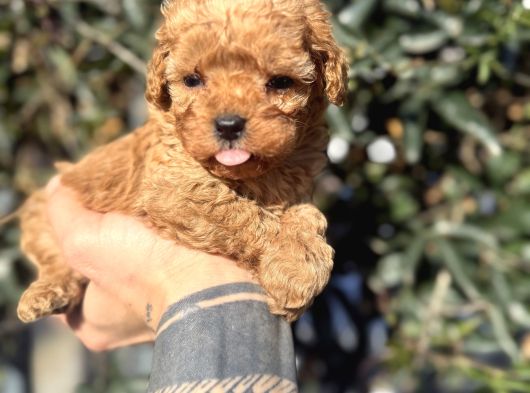 Kore Teacup Fincan Boy Poodle görsel