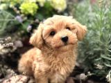 MASUM TATLI MALTİPOO YAVRULAR