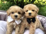 TEACUP MALTİPOO KARDEŞLER