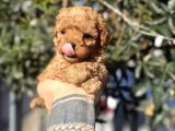 Kore Teacup Fincan Boy Poodle