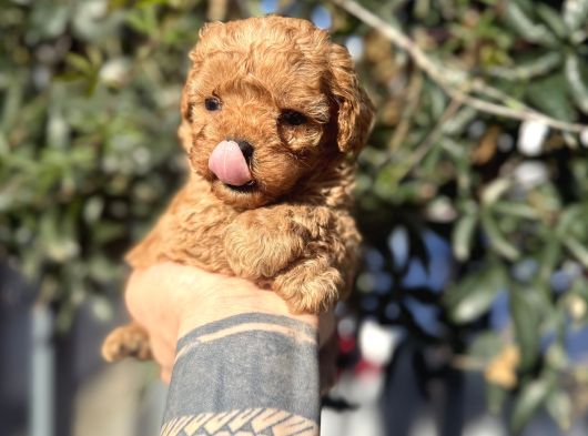 Kore Teacup Fincan Boy Poodle
