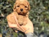 Kore Teacup Fincan Boy Poodle