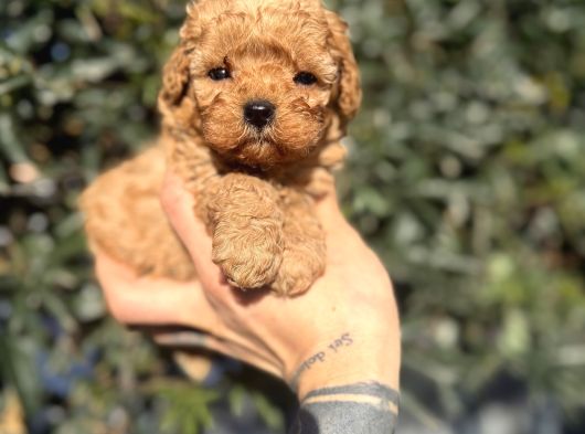 Kore Teacup Fincan Boy Poodle görsel