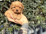 Kore Teacup Fincan Boy Poodle