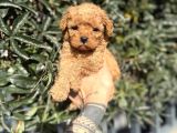 Kore Teacup Fincan Boy Poodle