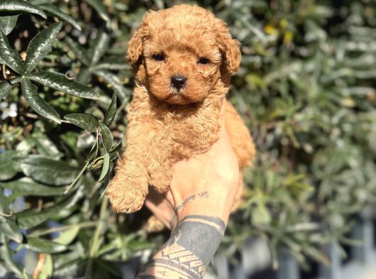 Kore Teacup Fincan Boy Poodle görsel