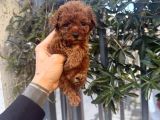 Kore Teacup Avuca Sığmayan Poodle