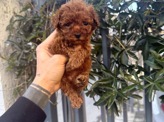 Kore Teacup Avuca Sığmayan Poodle görsel