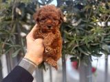 Kore Teacup Avuca Sığmayan Poodle