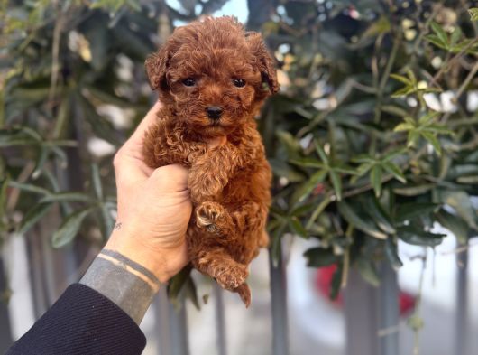 Kore Teacup Avuca Sığmayan Poodle