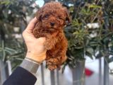 Kore Teacup Avuca Sığmayan Poodle