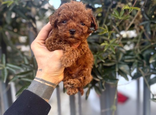 Kore Teacup Avuca Sığmayan Poodle görsel
