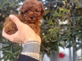Kore Teacup Avuca Sığmayan Poodle