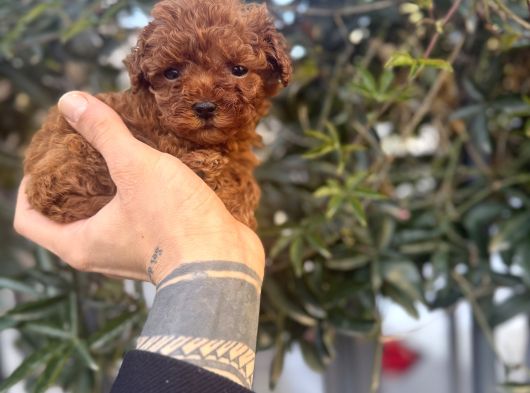 Kore Teacup Avuca Sığmayan Poodle görsel