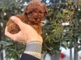 Kore Teacup Avuca Sığmayan Poodle