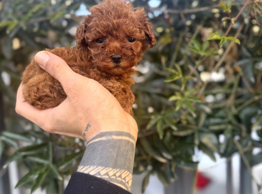 Kore Teacup Avuca Sığmayan Poodle görsel