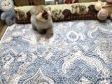 Orange Renk Ayı Surat Pomeranian Boo 