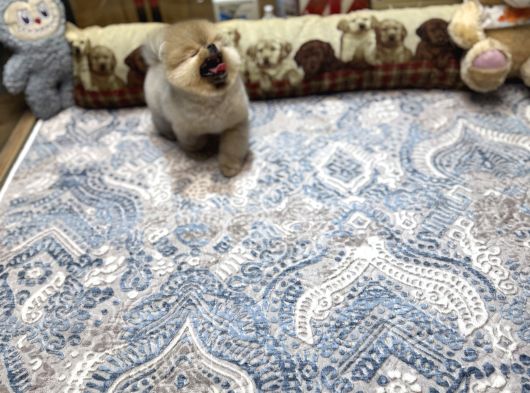Orange Renk Ayı Surat Pomeranian Boo  görsel