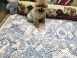 Orange Renk Ayı Surat Pomeranian Boo 