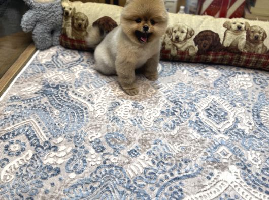 Orange Renk Ayı Surat Pomeranian Boo 