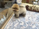 Orange Renk Ayı Surat Pomeranian Boo 